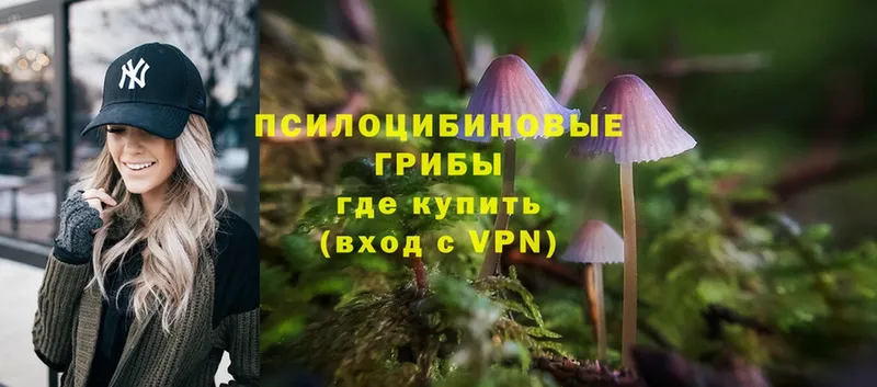 Псилоцибиновые грибы Psilocybine cubensis  Тольятти 